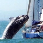 Whale Jumping On Boat