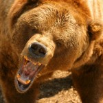 Bear Attack In Yellowstone