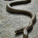 Two-headed Snake