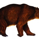 Wombat Fossil