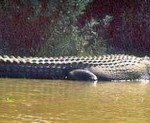 Largest Saltwater Crocodile