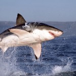Great White Sharks Jumping