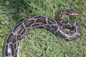 Invasive Pythons Squeezing Florida Everglades