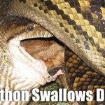 16-foot Python