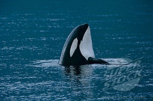 Orca Spyhopping