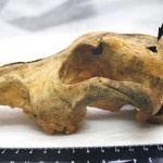 Dog Skull 33000 Years