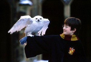 Harry Potter Owl