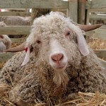 Minnesota Nativity Goat Found