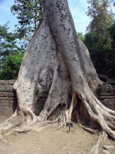 Tetramelaceae Tree Roots Angkor Wat